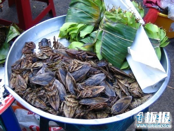 世界上最大的昆虫，盘点12个超巨型大虫子(图)