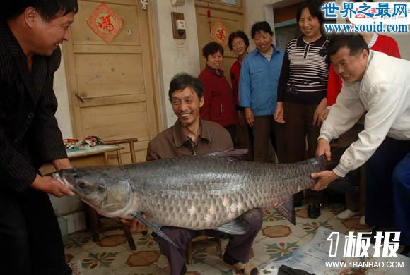 盘点世界上最大的鱼，那些大鱼征服者的传奇