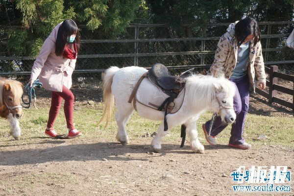世界上最矮的马，成年迷你马只有80cm