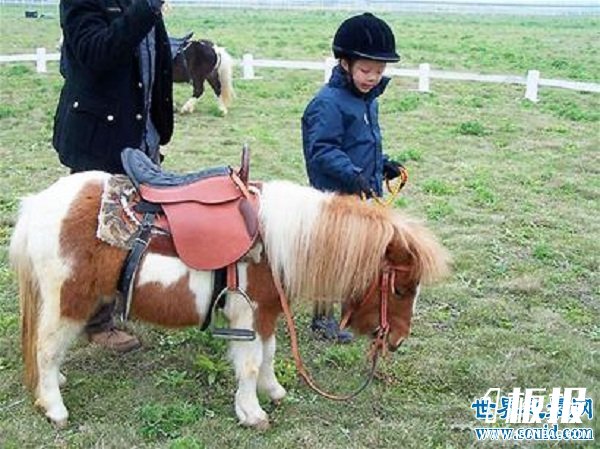世界上最矮的马，成年迷你马只有80cm