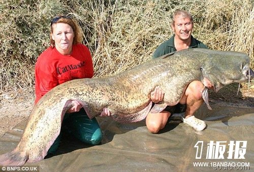 世界上最大的龙虾，长1.2米重40斤的大龙虾(图片)