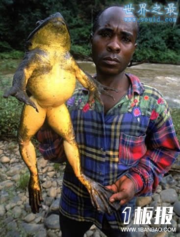 世界上最大的龙虾，长1.2米重40斤的大龙虾(图片)