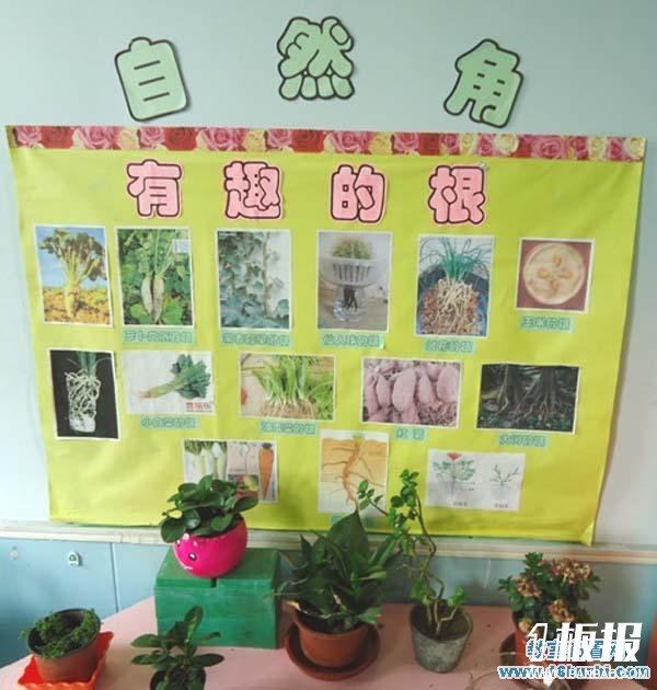 幼儿园自然角背景主题墙布置图片：有趣的根