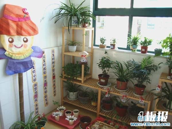 幼儿园植物角创设图片