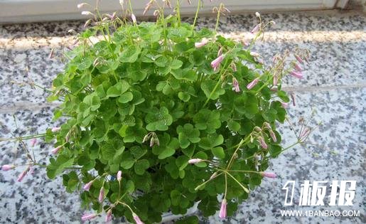 这些植物最好不要摆放在室内