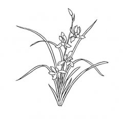 兰草花的画法儿童植物简笔画