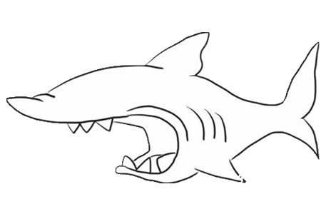 凶狠的鲨鱼简笔画5