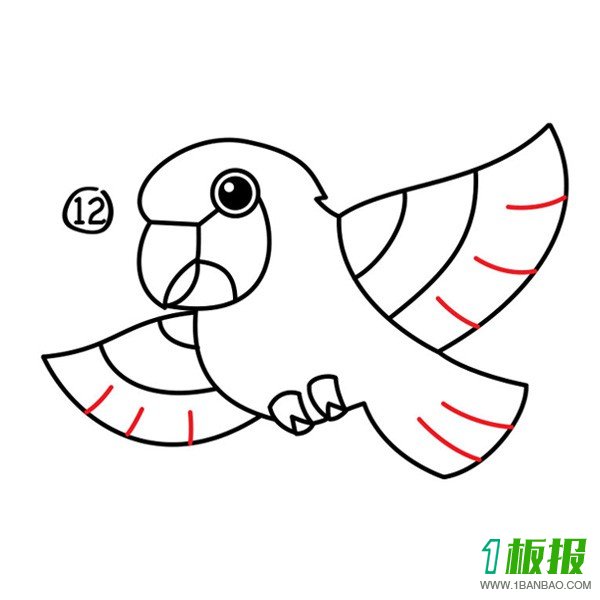 卡通鹦鹉可爱简笔画12