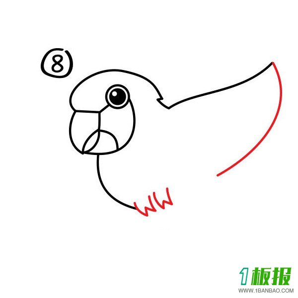 卡通鹦鹉可爱简笔画8